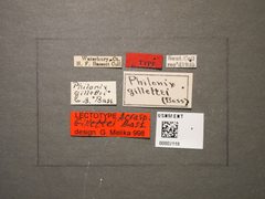 Philonix gillettei by the Smithsonian. Used under a CC0 license.