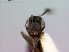 Phylloteras sigma by the Smithsonian. Used under a CC0 license.