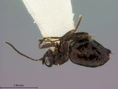 Phylloteras sigma by the Smithsonian. Used under a CC0 license.