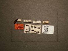 Phylloteras sigma by the Smithsonian. Used under a CC0 license.