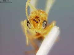 Synergus agrifoliae by the Smithsonian. Used under a CC0 license.