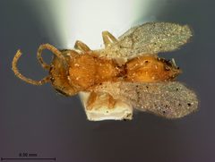 Synergus agrifoliae by the Smithsonian. Used under a CC0 license.