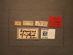 Synergus agrifoliae by the Smithsonian. Used under a CC0 license.