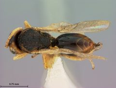 Synergus incisus by the Smithsonian. Used under a CC0 license.