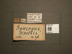Synergus similis by the Smithsonian. Used under a CC0 license.