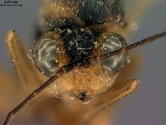 Synergus similis by the Smithsonian. Used under a CC0 license.