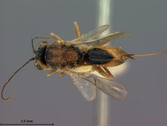Synergus similis by the Smithsonian. Used under a CC0 license.