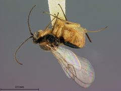 Synergus similis by the Smithsonian. Used under a CC0 license.