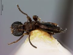 Trigonaspis cupella by the Smithsonian. Used under a CC0 license.