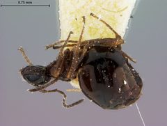 Trigonaspis cupella by the Smithsonian. Used under a CC0 license.