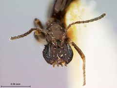 Trigonaspis cupella by the Smithsonian. Used under a CC0 license.