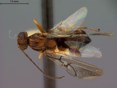 Trigonaspis fumosa by the Smithsonian. Used under a CC0 license.