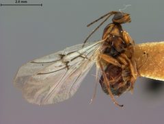 Trigonaspis fumosa by the Smithsonian. Used under a CC0 license.