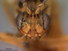 Trigonaspis fumosa by the Smithsonian. Used under a CC0 license.