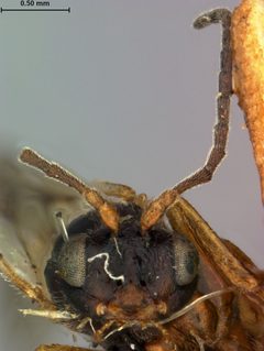 Trigonaspis obconica by the Smithsonian. Used under a CC0 license.