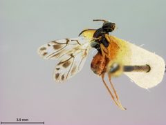 Trigonaspis obconica by the Smithsonian. Used under a CC0 license.