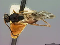 Trigonaspis obconica by the Smithsonian. Used under a CC0 license.