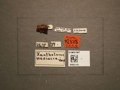 Xanthoteras mediocre by the Smithsonian. Used under a CC0 license.