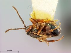 Xanthoteras mediocre by the Smithsonian. Used under a CC0 license.