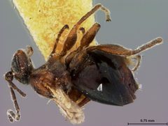 Xanthoteras teres by the Smithsonian. Used under a CC0 license.