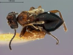 Xanthoteras teres by the Smithsonian. Used under a CC0 license.