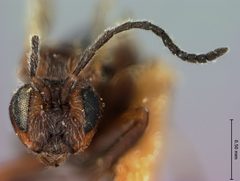 Xanthoteras teres by the Smithsonian. Used under a CC0 license.
