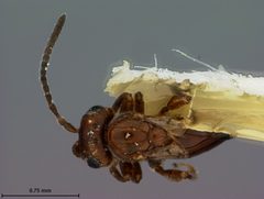 Xanthoteras tuckeri by the Smithsonian. Used under a CC0 license.