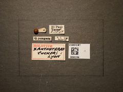 Xanthoteras tuckeri by the Smithsonian. Used under a CC0 license.