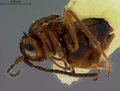 Xanthoteras tuckeri by the Smithsonian. Used under a CC0 license.