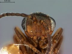 Xanthoteras tuckeri by the Smithsonian. Used under a CC0 license.