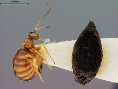 Zopheroteras cuneatum by the Smithsonian. Used under a CC0 license.