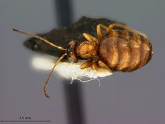 Zopheroteras cuneatum by the Smithsonian. Used under a CC0 license.