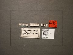 Zopheroteras guttatum by the Smithsonian. Used under a CC0 license.