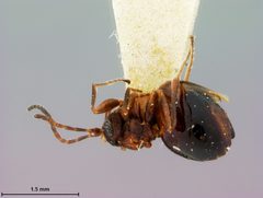 Zopheroteras sphaerula by the Smithsonian. Used under a CC0 license.