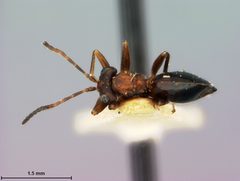 Zopheroteras sphaerula by the Smithsonian. Used under a CC0 license.