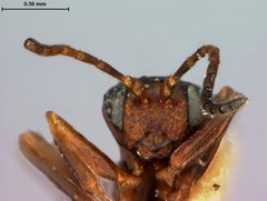 Zopheroteras sphaerula by the Smithsonian. Used under a CC0 license.