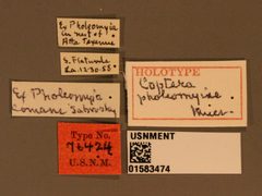 Coptera pholeomyiae by the Smithsonian. Used under a CC0 license.
