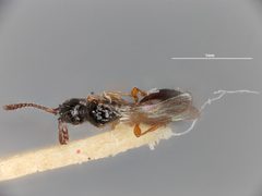 Coptera pholeomyiae by the Smithsonian. Used under a CC0 license.