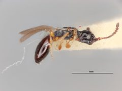 Coptera pholeomyiae by the Smithsonian. Used under a CC0 license.