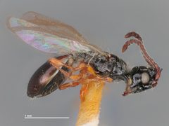 Coptera pomonellae by the Smithsonian. Used under a CC0 license.
