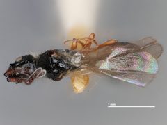 Coptera pomonellae by the Smithsonian. Used under a CC0 license.