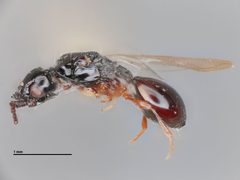 Coptera tersa by the Smithsonian. Used under a CC0 license.
