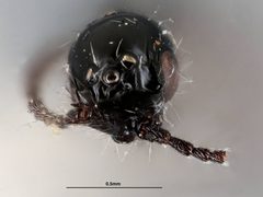 Coptera tersa by the Smithsonian. Used under a CC0 license.