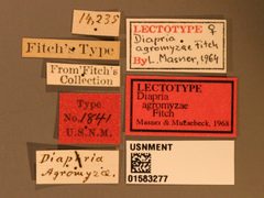 Diapria agromyzae by the Smithsonian. Used under a CC0 license.