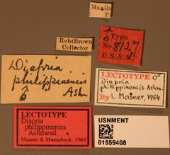 Diapria philippinensis by the Smithsonian. Used under a CC0 license.