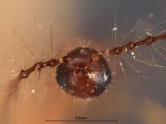 Diapria philippinensis by the Smithsonian. Used under a CC0 license.