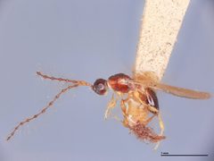 Diapria philippinensis by the Smithsonian. Used under a CC0 license.