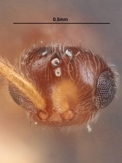 Miota rufopleuralis by the Smithsonian. Used under a CC0 license.