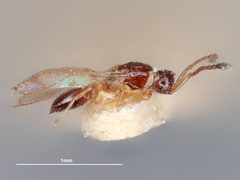 Monelata aegyptiaca by the Smithsonian. Used under a CC0 license.