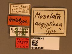 Monelata aegyptiaca by the Smithsonian. Used under a CC0 license.